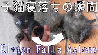 【ENG SUB】子猫が寝落ちする瞬間 A kitten falls asleep when playing