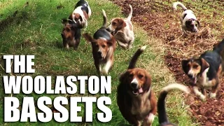 The Woolaston Bassets