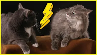 Wenn Katzen streiten | Kämpfe und Streit im Katzenhaushalt ❌