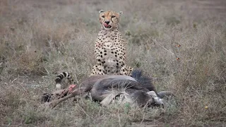 Cheetahs Takedown Wildebeest In the Wild