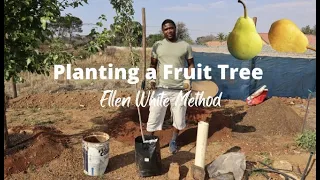 HOW TO PLANT A TREE USING ELLEN WHITE METHOD | ASH NORTH ORGANIC FARM