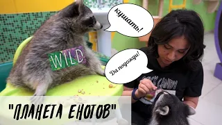 Мечта сбылась 💫 🦝 Еноты 💜🦝 Планета Енотов ✨️🦝