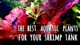 The Top 10 Aquatic Plants For Your Shrimp or Nano Tank! + Tips & Tricks From Breeding to Aquascaping