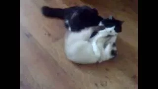 Кошачьи бои без правил - Cat fights without rules