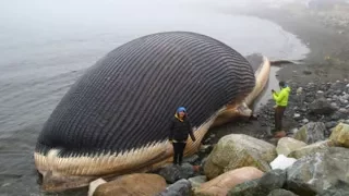 BIGGEST Sea Creatures Around The World!