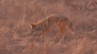 Unusual Coyote Roaming for a snack at dusk.