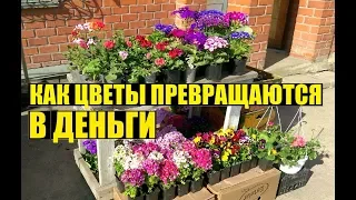 Торгую на рынке цветами. Сколько заработал за рынок?