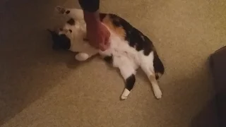 Molly the Cat Having Her Tummy Tickled