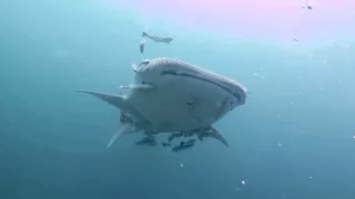Китовая акула у берегов Пхукета  https://sun-dive-travel.ru/news/news1