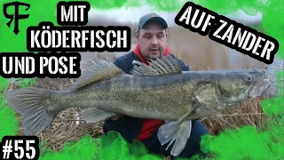 So wird`s gemacht, mit Köderfisch und Pose auf große Zander #Johnny meets Daniel