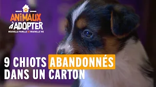 9 chiots retrouvés abandonnés dans un carton sans leur mère.  #AnimauxÀAdopter