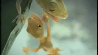 2007 Silver Cannes Film Lions-Shakespearean Gecko