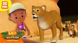 SCARY MEAT EATERS! 🍖 | Carnivores Compilation | Leo the Wildlife Ranger | Kids Cartoons