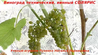Виноград технический, винный СОЛЯРИС (Пузенко Наталья Лариасовна)