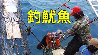 為什麼魷魚那麼便宜？遠洋魷釣船出海作業告訴你答案