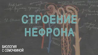 Строение нефрона и образование мочи