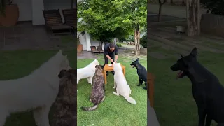 Ms Dhoni Celebrates Birthday With His Pet Dogs🥰 #msdhoni