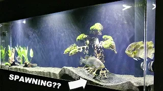 Will Pet Bass Spawn in a Fish Tank?