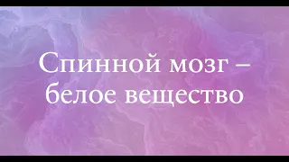 Спинной мозг, белое вещество - анатомия центральной нервной системы (ЦНС)