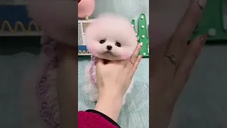 Mini Pomeranian Dog - Funny And Cute  Pomeranian Videos | Funny Puppy Videos #24