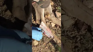 Removing Scent Glands on Mule Deer