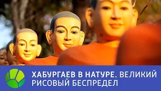 Камбоджа. Великий рисовый беспредел - Хабургаев в натуре | Живая Планета