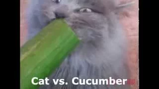 Кот ест огурец. #Cat eating #Cucumber