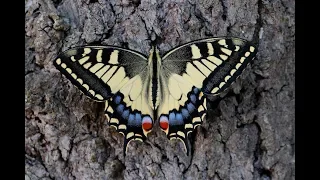 METAMORPHOSIS Swallowtail butterfly lifecycle