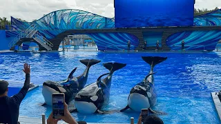 Dining with the Orcas (special show) at SeaWorld Orlando
