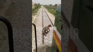 cow kid Hit with train