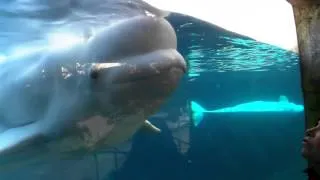 Talking to a Beluga Whale