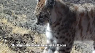 HECS Technology: Western Bobcat Extreme Close Encounter