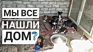 Последнее видео про 13 бездомных щенят