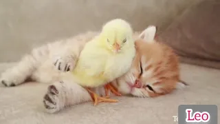 Kitten sleeps sweetly with the Chicken 🐥#short