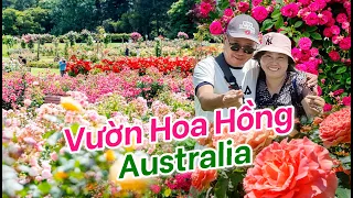 Đi Vườn Hoa Hồng của Tiểu Bang Úc Victoria State Rose Garden (Werribee Park)