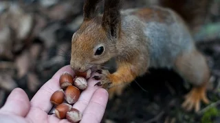 Белка берёт орехи с рук