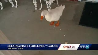 Meet Blossom, the lonely Iowa goose