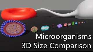 Microorganisms 3D Size Comparison | virus size