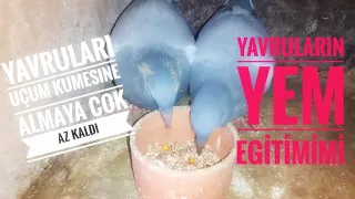 POSTA GÜVERCİNİ YAVRULARININ YEM EGİTİMİ NASIL GİDIYOR? UÇUM KÜMESİNE NE ZAMAN GEÇECEKLER?( PIGEONS)