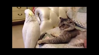 Funny Cat||Cat scared||CATS will make you LAUGH YOUR HEAD OFF - Funny CAT compilation