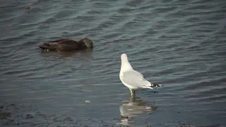 Ring billed Gull walking