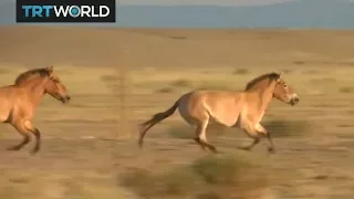 Wild Horses: Przewalski horses released into native Mongolia