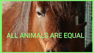 Animal Farm / Free Video Interpretation of "Animal Farm" by George Orwell.