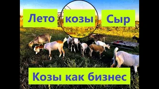 Лето, козы, СЫР !  Козы как бизнес!