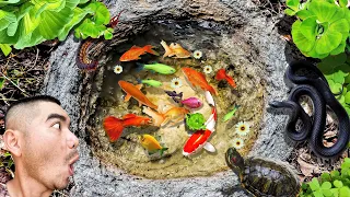 Best of Catching Colorful Tiny Fish, Shirmp, Catfish, Turtle, Gold Fish