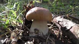 ГРИБНИК С СОБАКОЙ ПОШЁЛ В ЛЕС ПО ГРИБЫ! И НЕ ЗРЯ!!! into the forest for mushrooms
