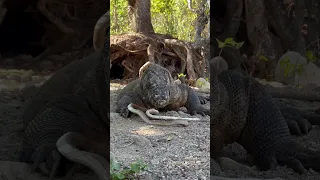 😱Komodo dragons eat snake carcasses