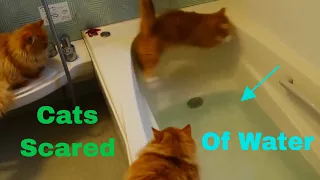 Cats Scared of Water Compilation