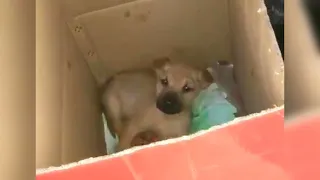 Rescue the miraculous puppy crying in a cardboard box because of fear and hunger in the cold night