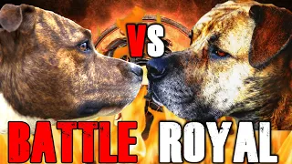 Pitbull vs Boerboel | Boerboel vs Pitbull | Powerful guard dog? | Billa Boyka |